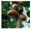 Cocoa Extract